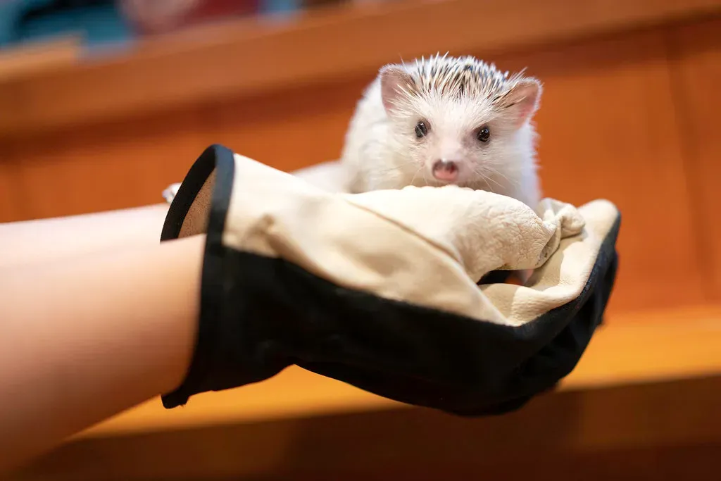 Animal Caf&eacute;s Beyond Your Imagination (Image Credits: Flickr)