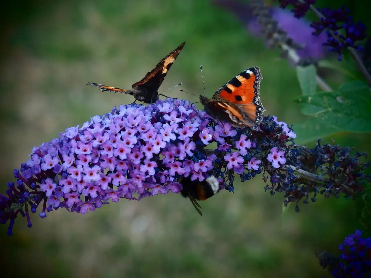 #5 Butterfly Bush (Buddleia davidii) (Image Credits: Pixabay)