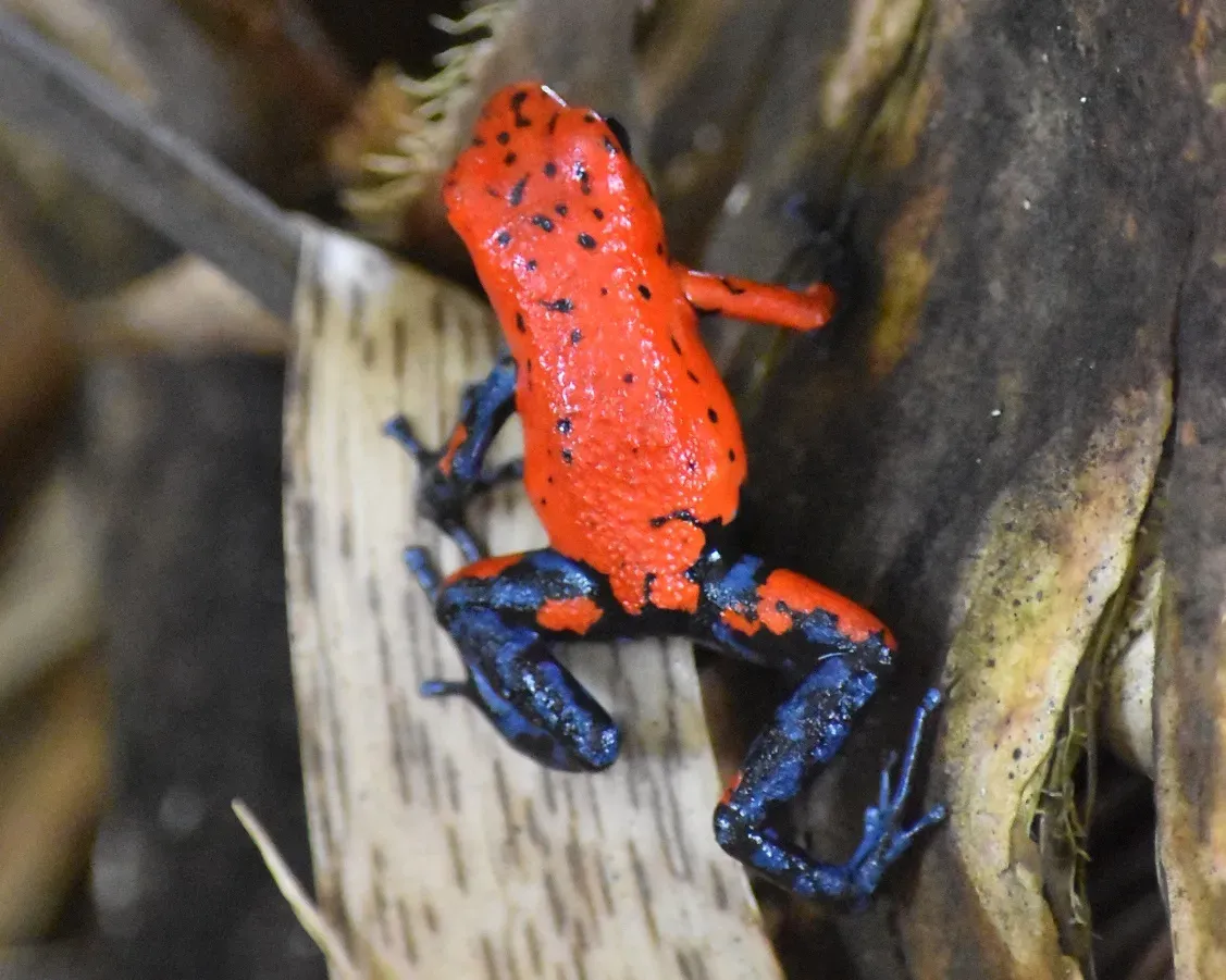 3. Strawberry Poison Dart Frog: Feeding Babies with Toxic Gifts (Image Credits: Wikimedia)