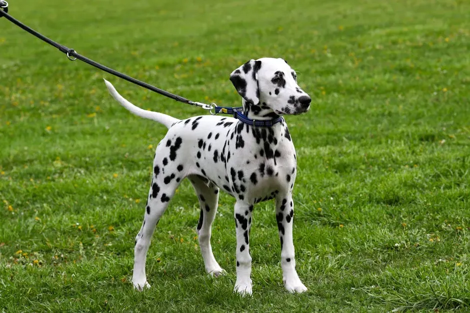 6. Dalmatian: All Style, Relentless Substance (Image Credits: Pexels)