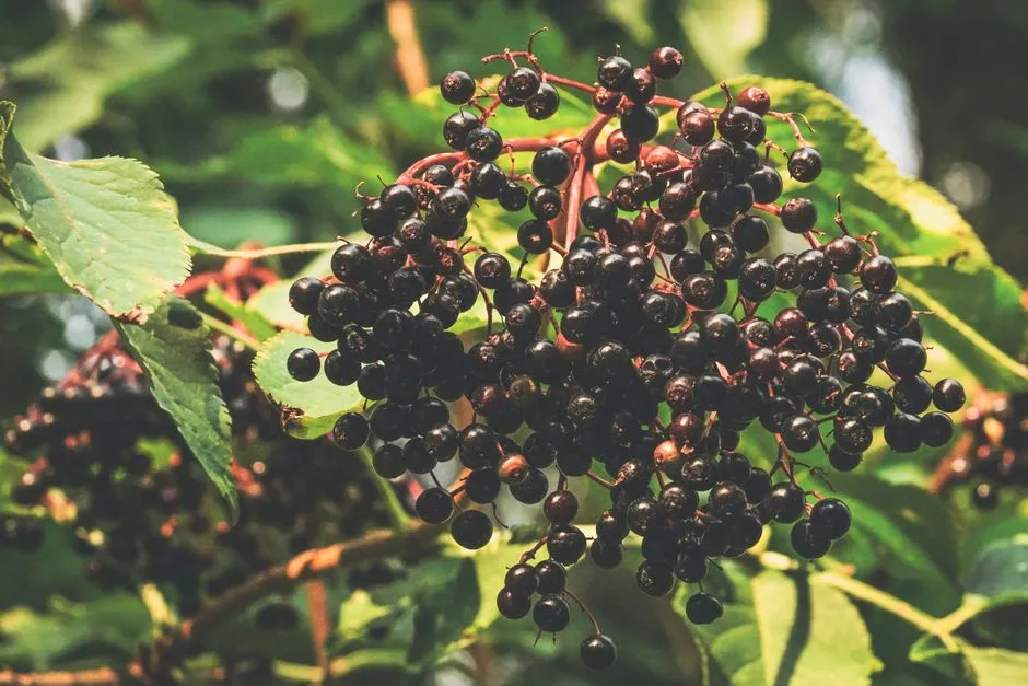 #13 - Plant Berry-Producing Shrubs While the Soil Is Still Warm (Image Credits: Pexels)