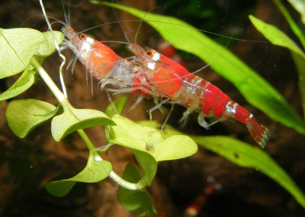 #6 Virgo – The Thoughtful Analyst Who Thrives With Freshwater Shrimp (Image Credits: Pixabay)