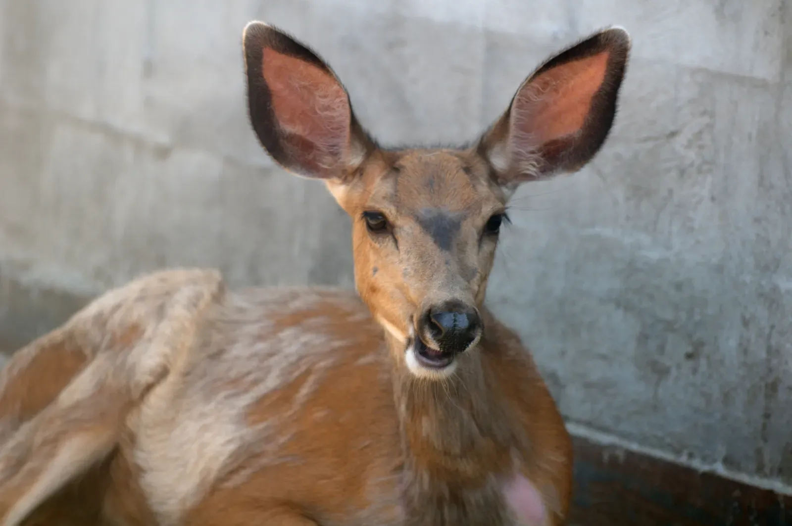 Mule Deer: The Ubiquitous Mountain Browser (By Dcoetzee, CC0)