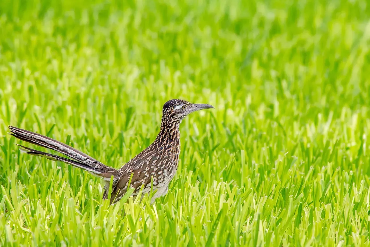 Greater Roadrunner: New Mexico's Speedy Predator (Image Credits: Pixabay)