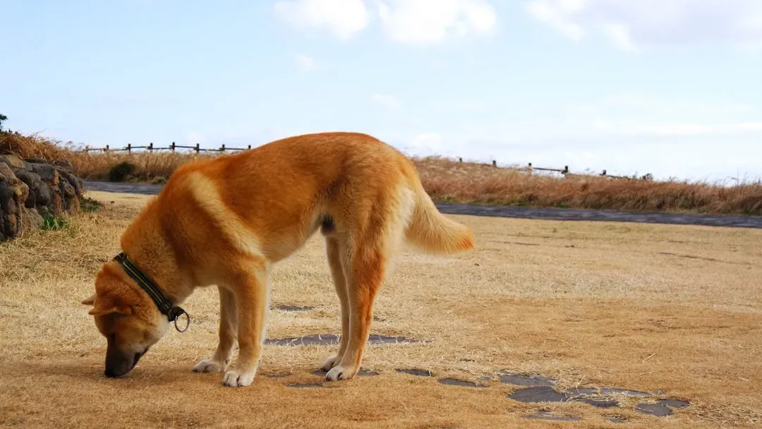 A Wagging Tail Does Not Mean a Happy Dog - Period (Image Credits: Unsplash)