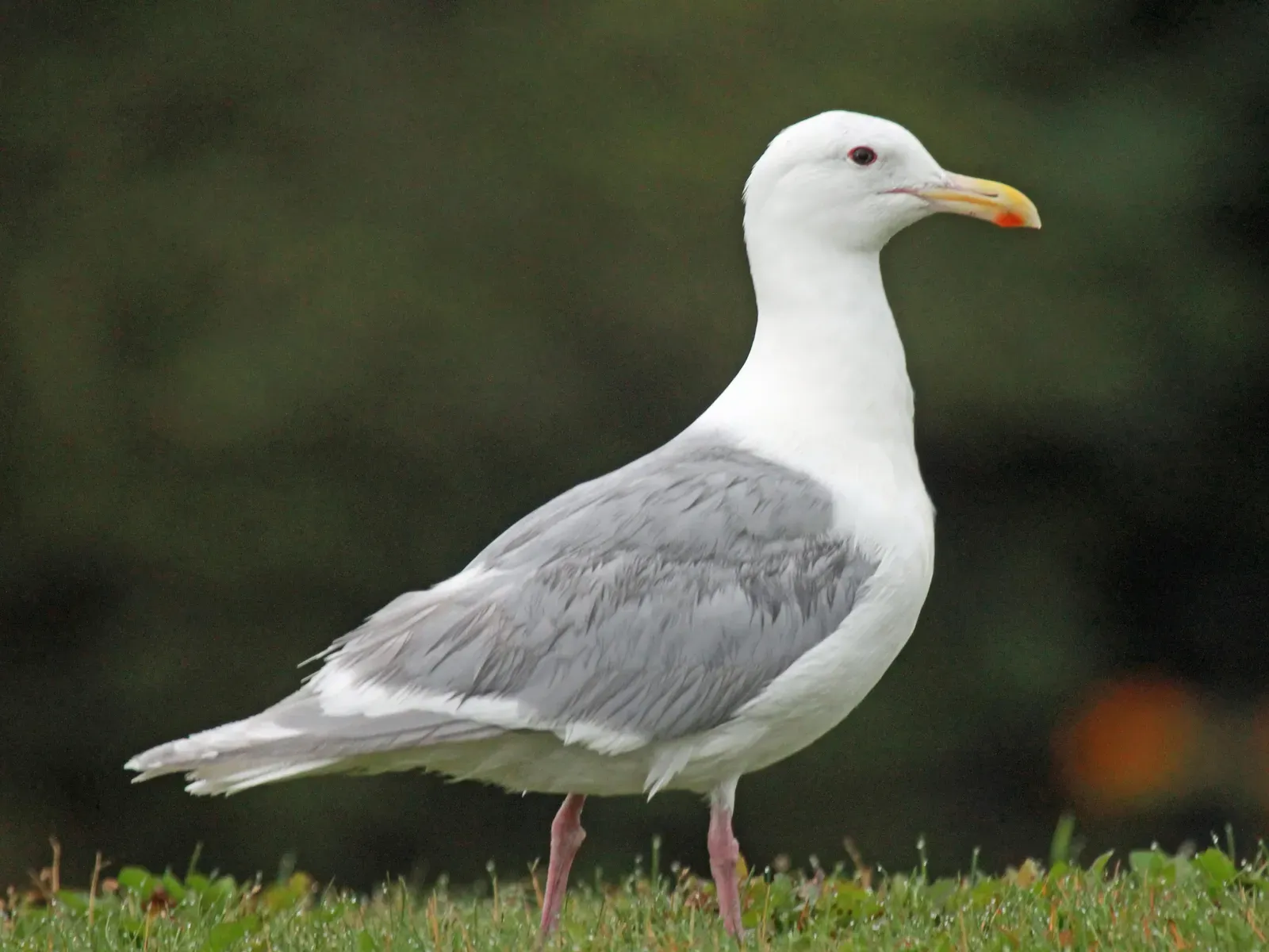 The Glaucous-Winged Gull and a Shifting Arctic World (By DickDaniels (http://theworldbirds.org/), CC BY-SA 3.0)