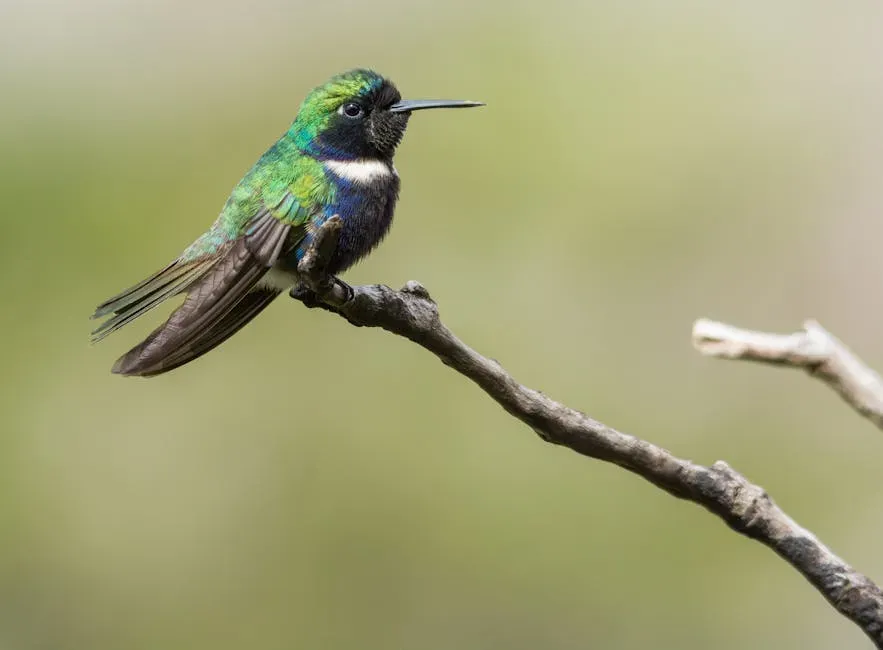 The Colorful Puffleg: A Name That Does Not Exaggerate (Image Credits: Pexels)