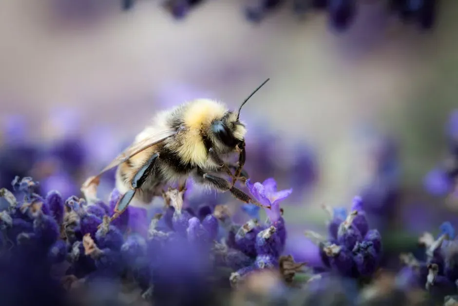 Lavender: The Undisputed Pollinator Magnet (Image Credits: Pexels)