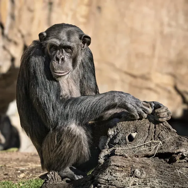1. Chimpanzees: The Original Toolmakers (Image Credits: Pexels)