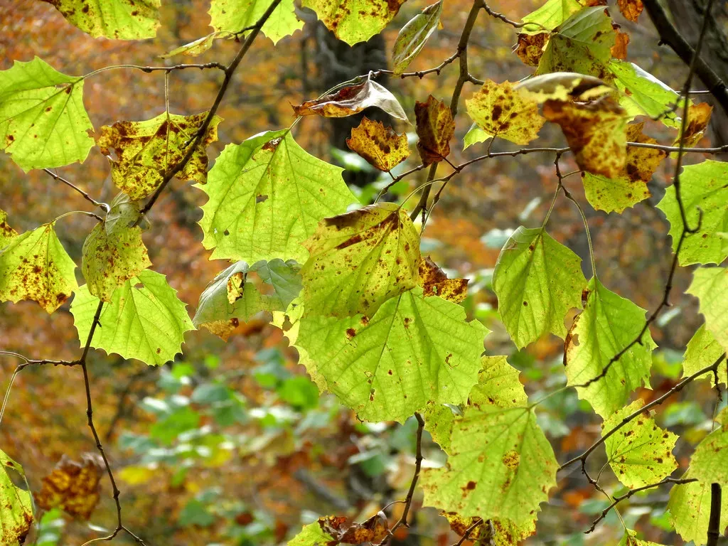 American Sycamore (treegrow, Flickr, CC BY 2.0)