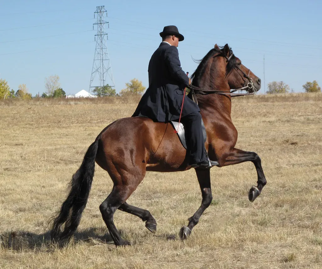 The Rocky Mountain Horse: Smooth Operator (Image Credits: Flickr)