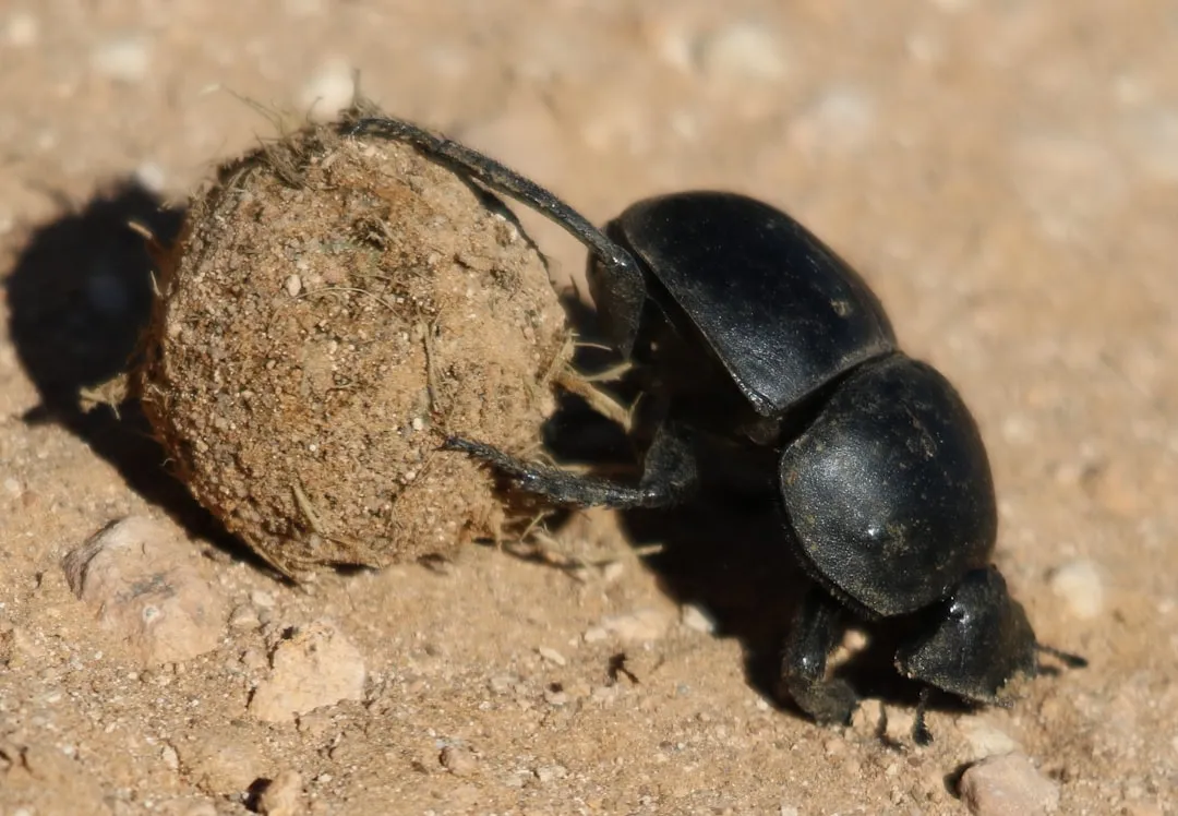 #11 Grazers and Dung Beetles: Recycling Machines on the Move (Image Credits: Unsplash)