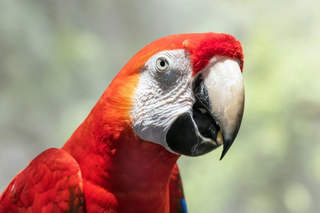 The Scarlet Macaw (Image Credits: Unsplash)