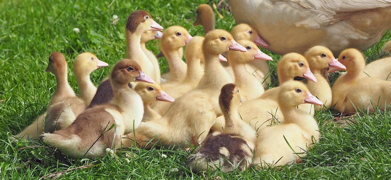 Geese: The Feathered Providers (Image Credits: Pixabay)