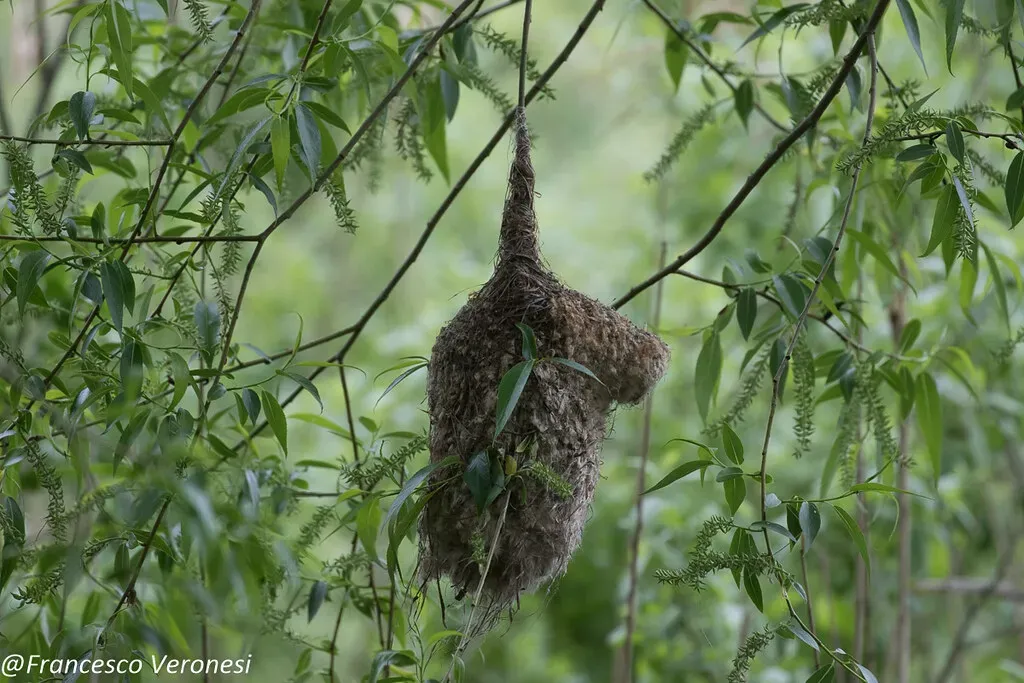 10. Penduline Tit's Elaborate Woven Pouch (fveronesi1, Flickr, CC BY-SA 2.0)