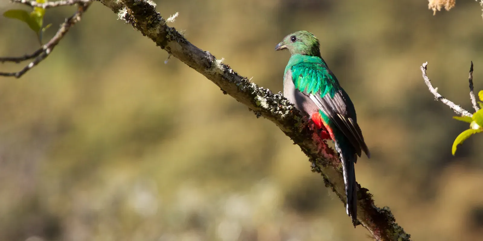 Resplendent Quetzal (Image Credits: Wikimedia)