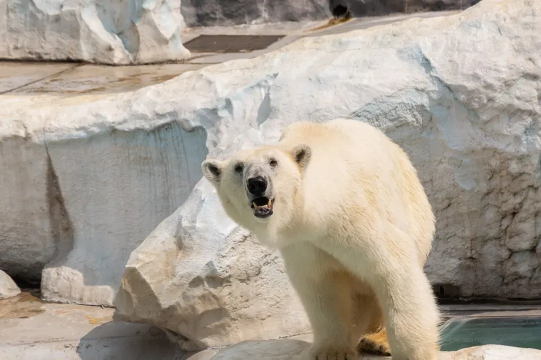 2. The Polar Bear's Layered Insulation System (Image Credits: Unsplash)