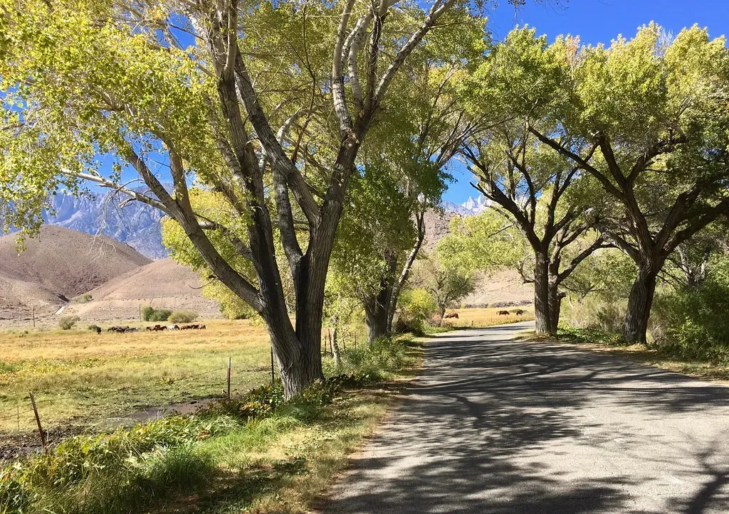 Eastern Cottonwood (docentjoyce, Flickr, CC BY 2.0)