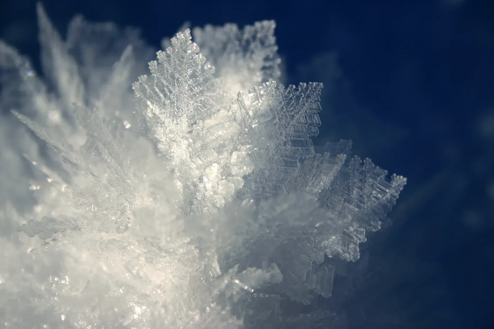 Frost Flowers Blooming On Ice (Image Credits: Wikimedia)