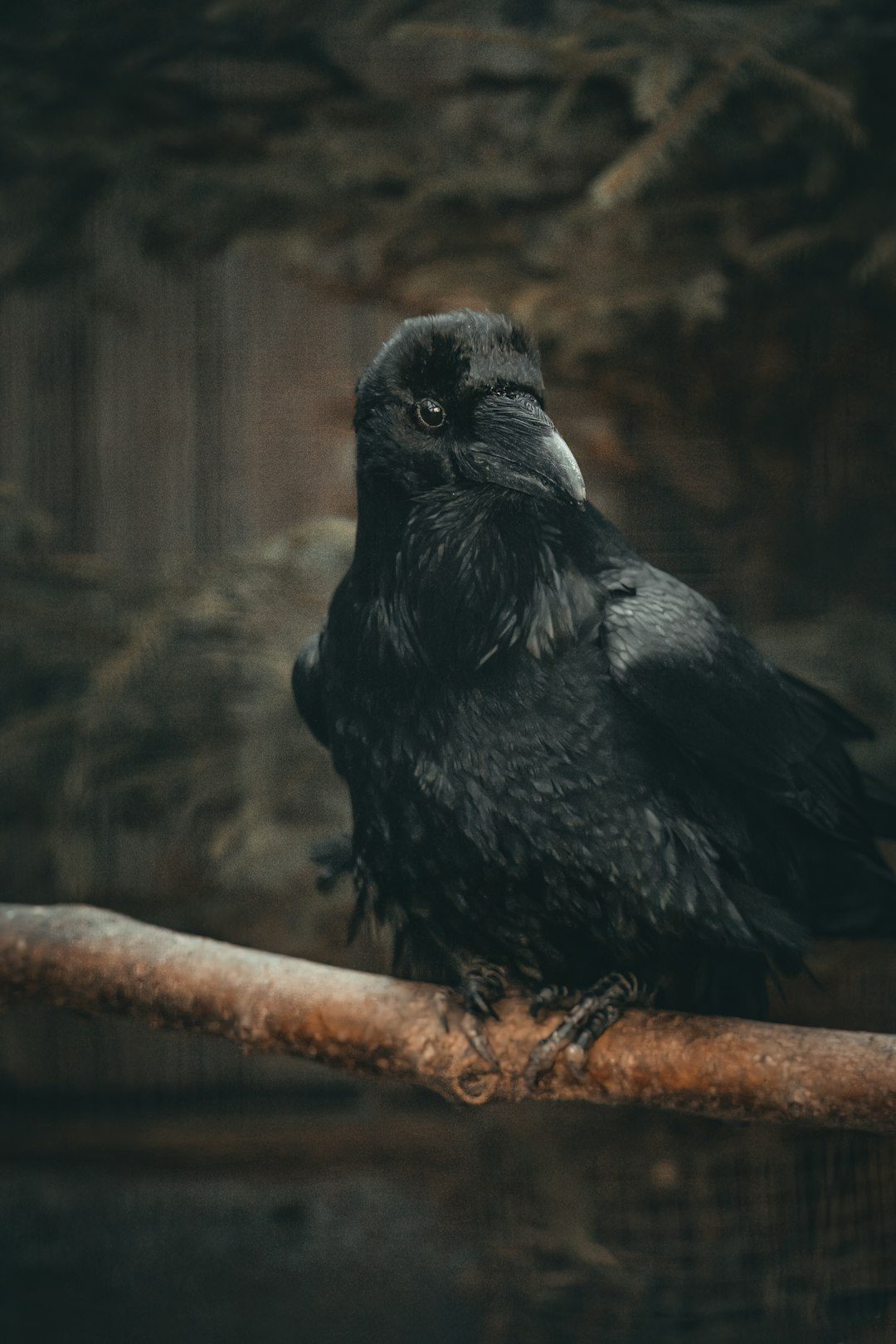 The Raven: Mystical Transformation and Intelligent Cunning (Image Credits: Unsplash)