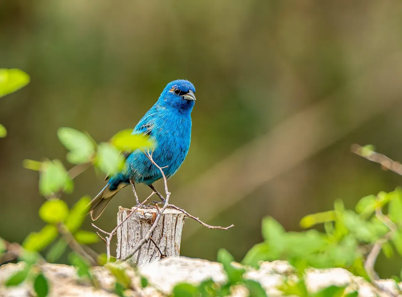 14. Indigo Bunting: The Tiny Blue Flame (Image Credits: Pixabay)