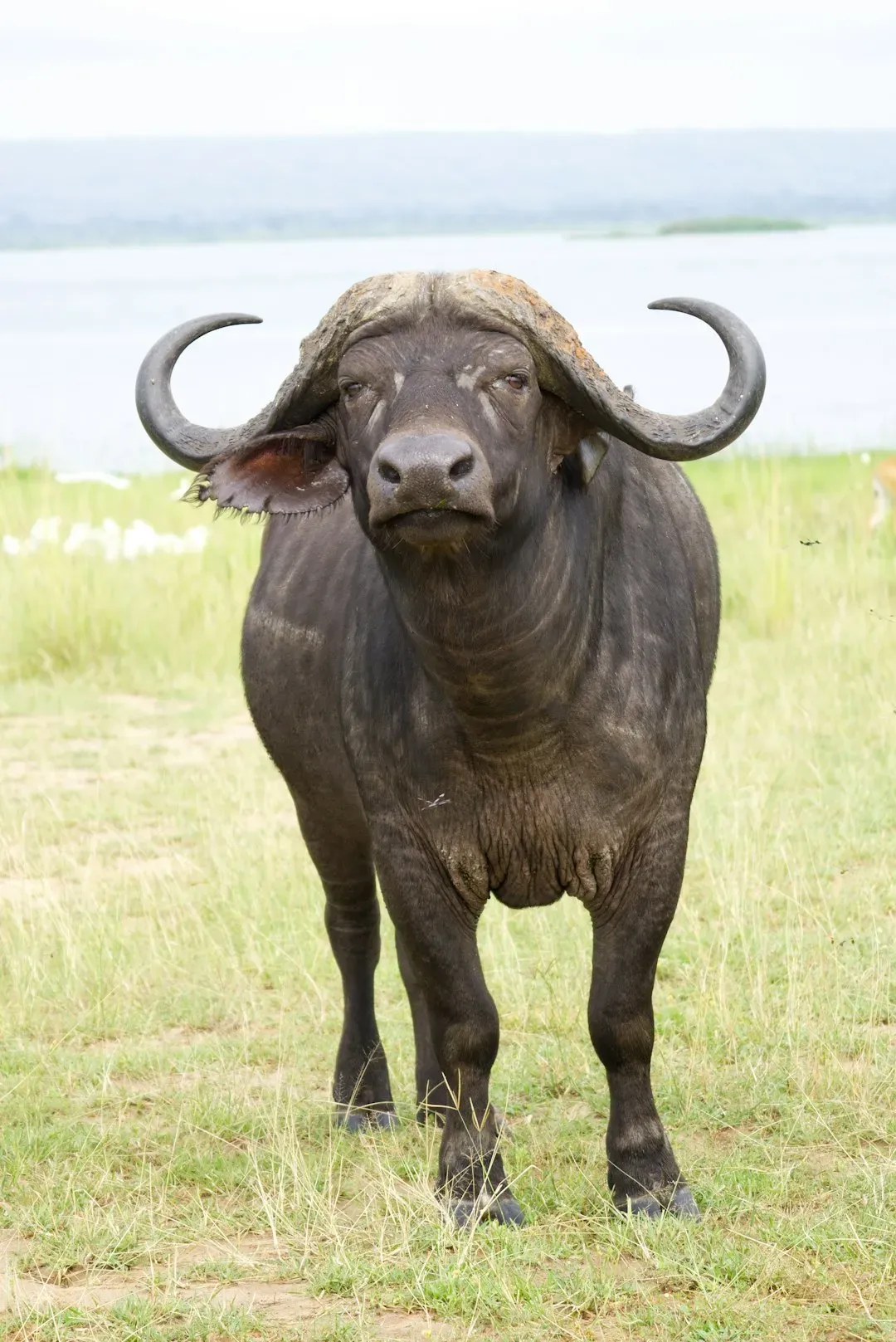 Taurus: The Bull Standing Its Ground (Image Credits: Unsplash)