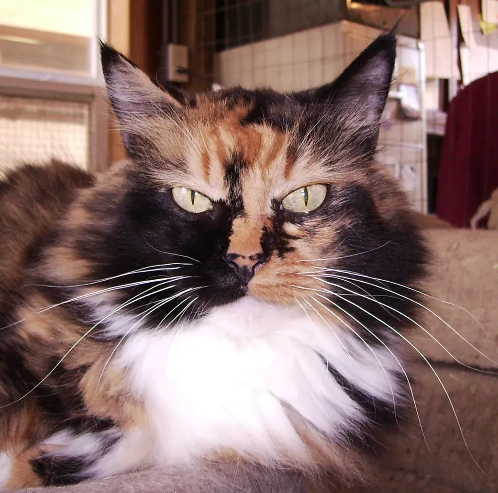What to Do When Your Cat Sends a Warning (rikkis_refuge, Flickr, CC BY 2.0)