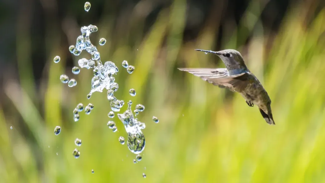 #4 – Water Is the Most Overlooked Attraction in Any Hummingbird Garden (Image Credits: Unsplash)