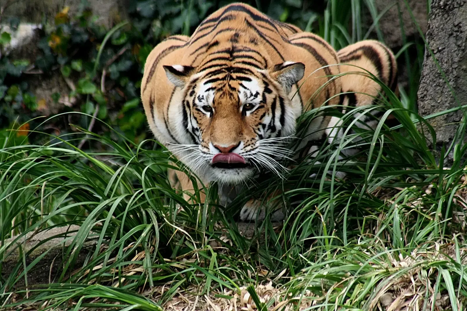 The Tiger: Solitary Powerhouse (Image Credits: Wikimedia)