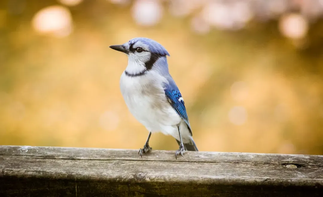 Issuing Rapid Jeer Calls (Image Credits: Unsplash)