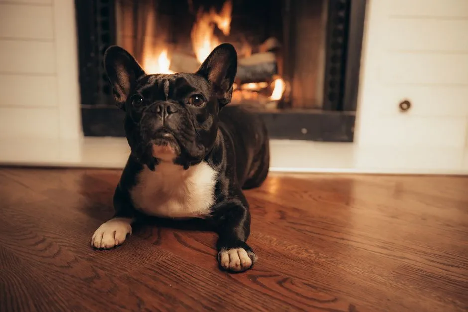 The reality of breathing issues and brachycephalic anatomy (Image Credits: Pexels)