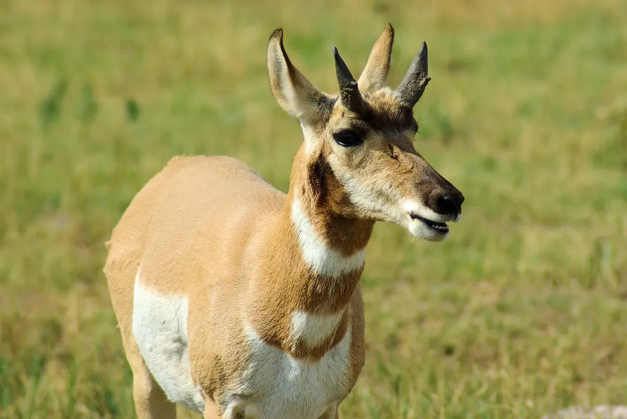 They're Smaller and Lighter Than Other Pronghorn (Image Credits: Pixabay)