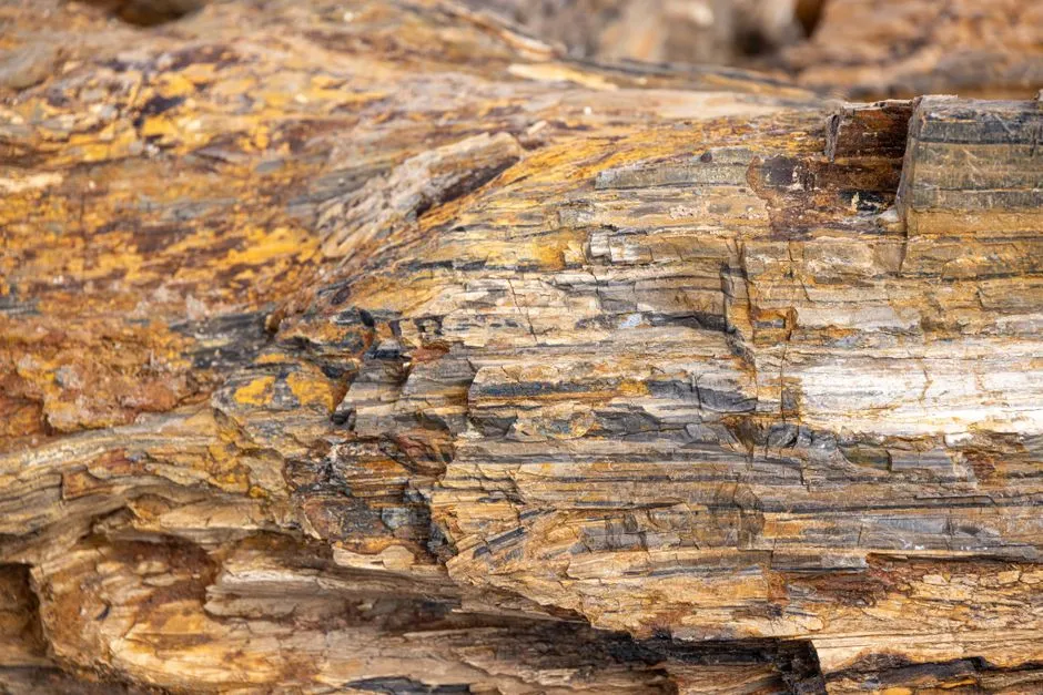 #6 - Fossil Forests: Entire Ancient Worlds Turned to Stone (Image Credits: Pexels)