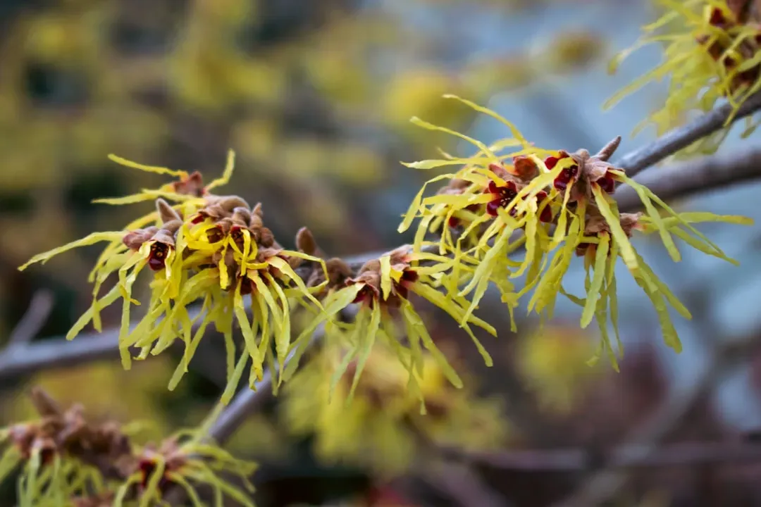 Leo (July 23 – August 22): Winter Witch Hazel (Image Credits: Unsplash)
