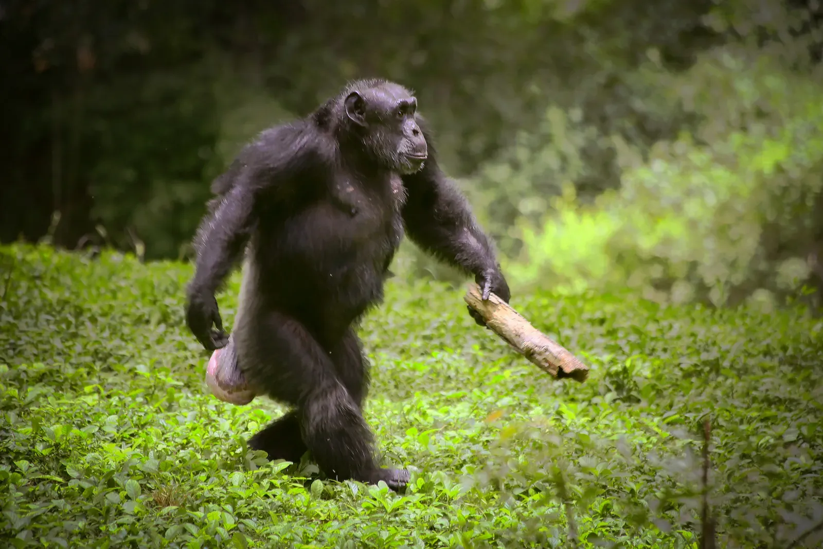 Chimpanzees Fishing for Termites with Sticks (By Dakshin90, CC BY-SA 4.0)
