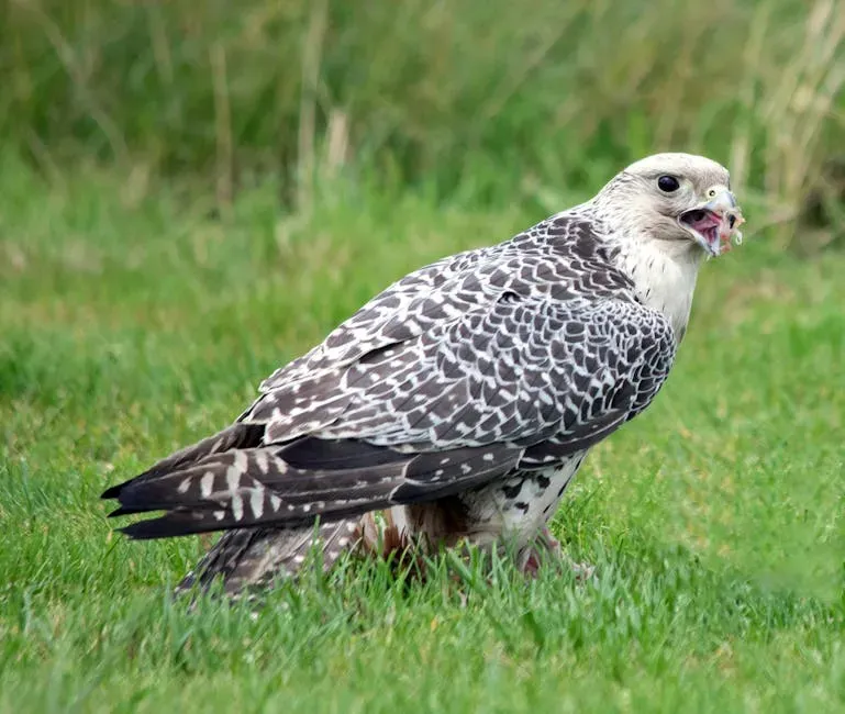 #12 Pisces (February 19 – March 20): The Gyrfalcon (Image Credits: Pexels)
