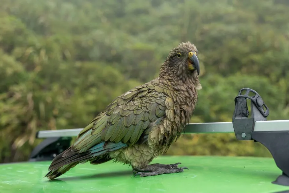 Inside the Kea Mind: Causal Reasoning in Feathery Form (Image Credits: Pexels)