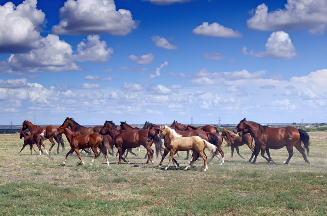 A Single Warrior Could Own Hundreds of Horses (Image Credits: Unsplash)