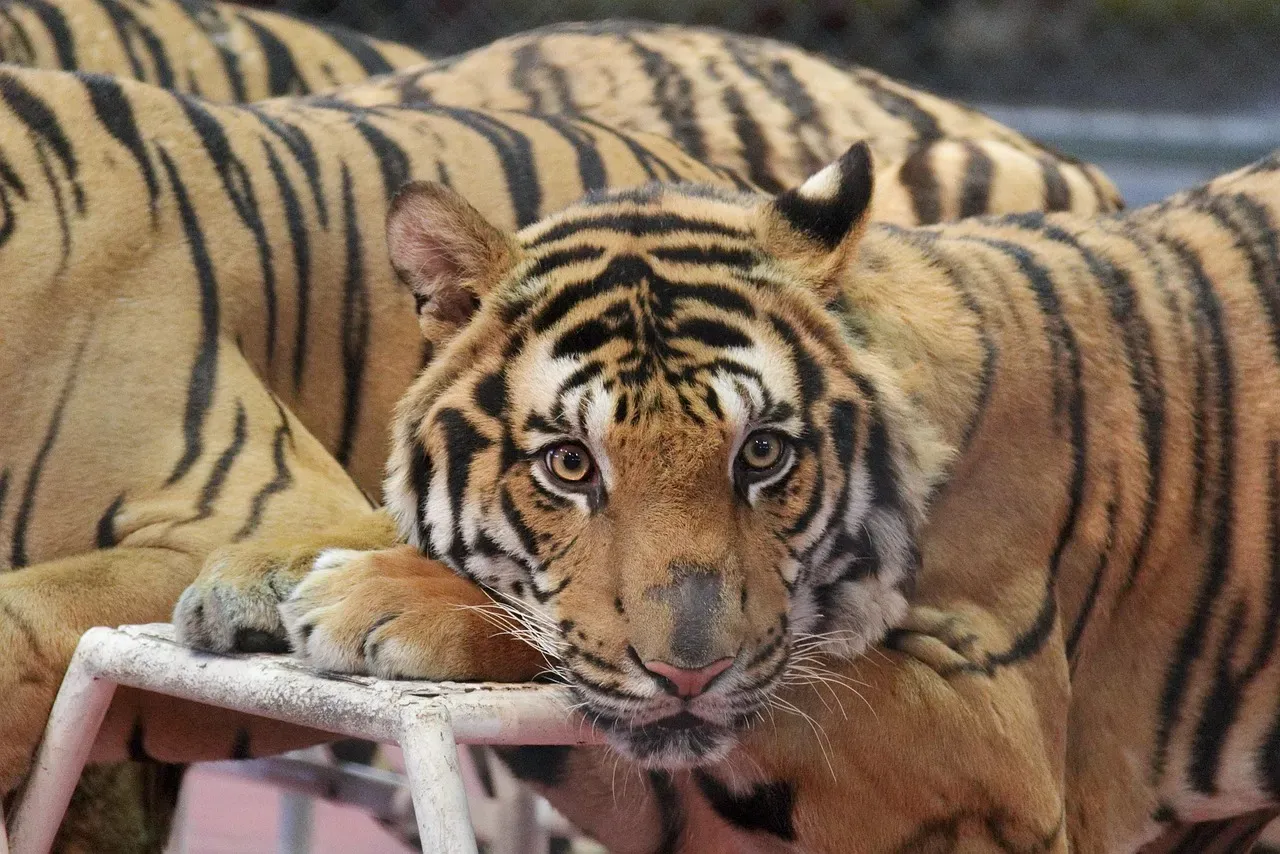 The Tiger: Fierce Loyalty and Passion (Image Credits: Pixabay)