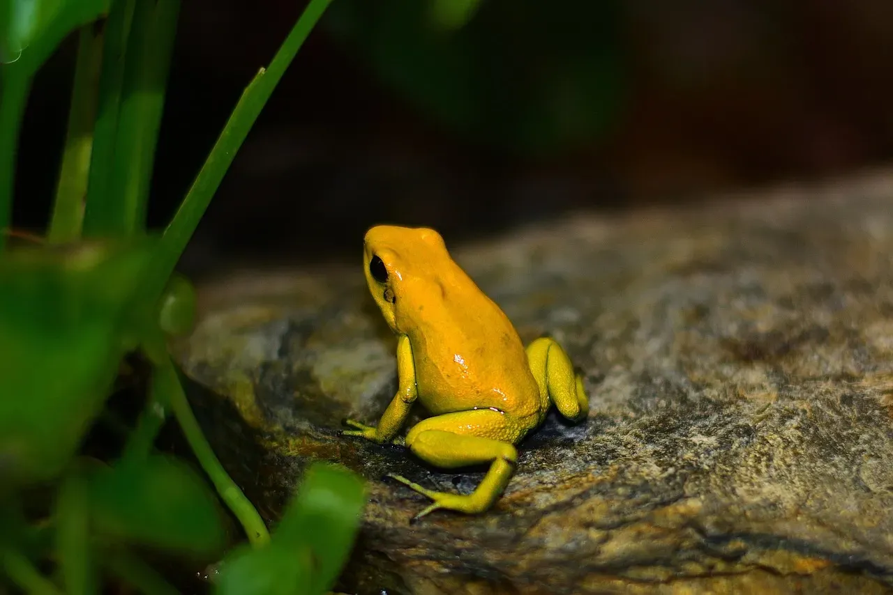 3. Strawberry Poison Dart Frogs: Personal Taxi and Room Service Combined (Image Credits: Pixabay)