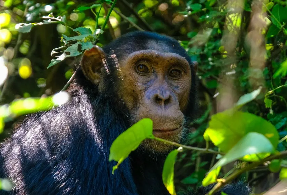 Chimpanzees and Bitter Pith (Image Credits: Pexels)