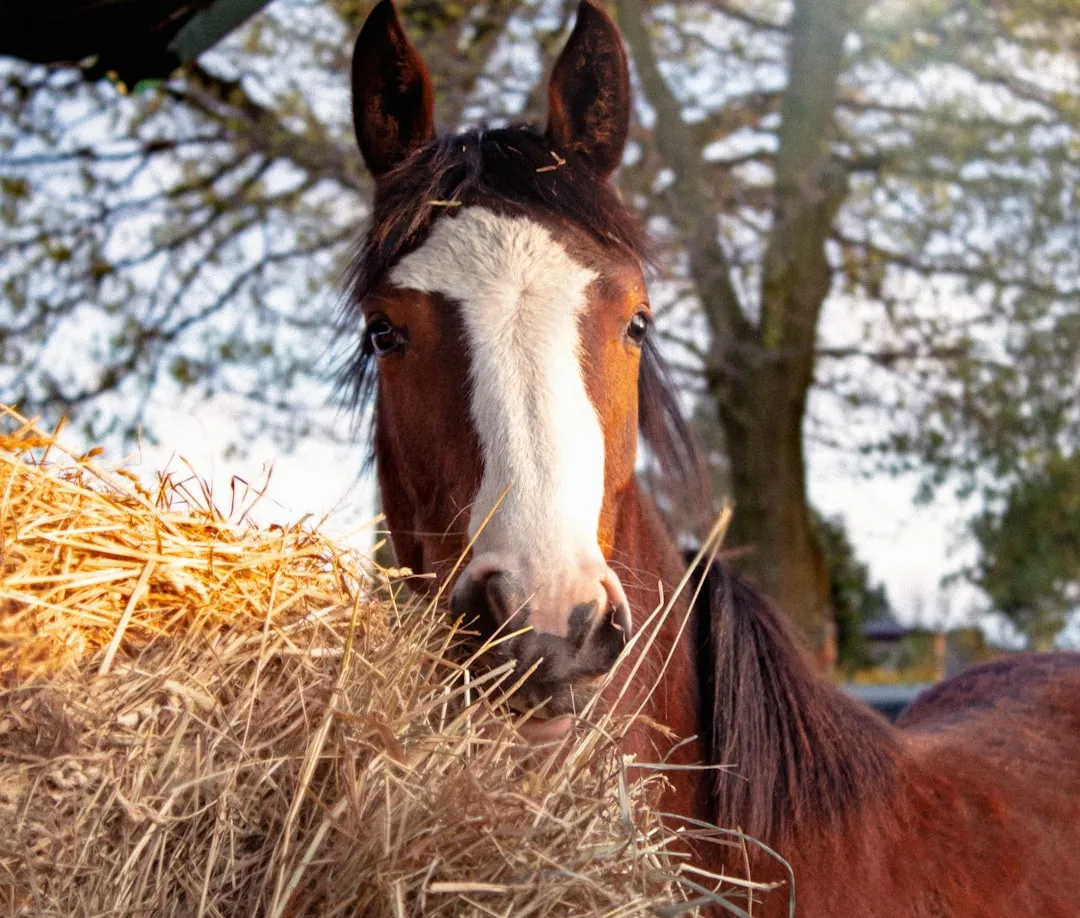 #12 - Changes In Appetite, But Especially For Hay (Image Credits: Unsplash)