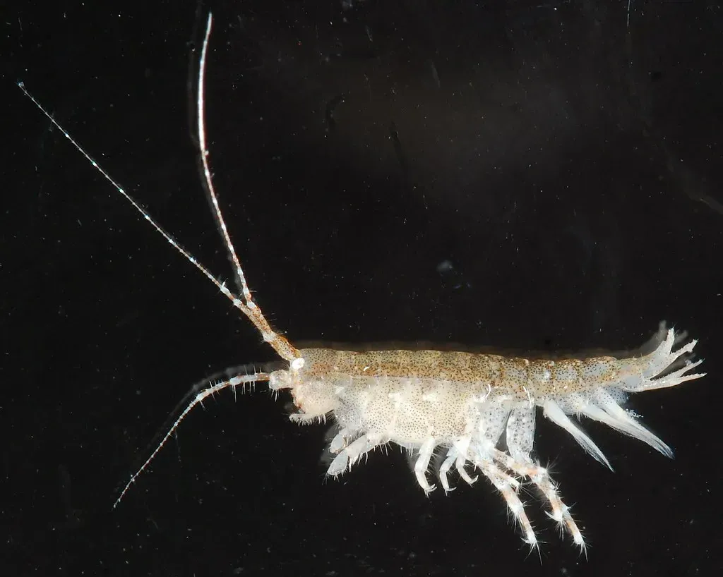 Mirabestia maisie: A Brand New Branch of Life (SERC Photos, Flickr, CC BY 2.0)