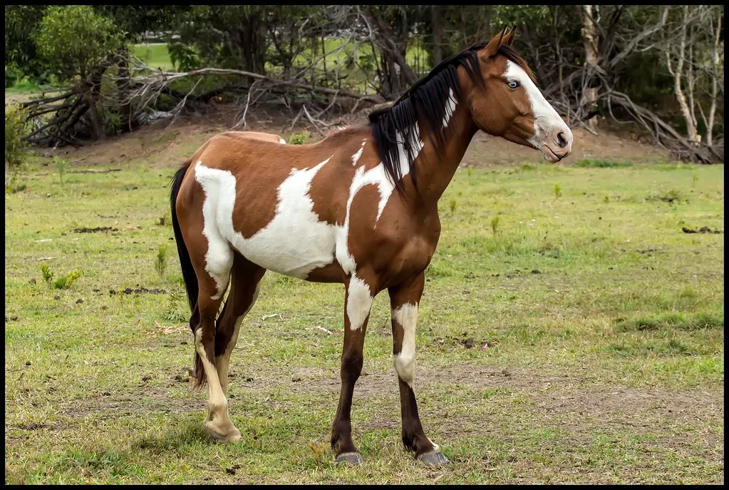 #21 - Paint Horse (54,000 photos uploaded, Flickr, CC BY-SA 2.0)