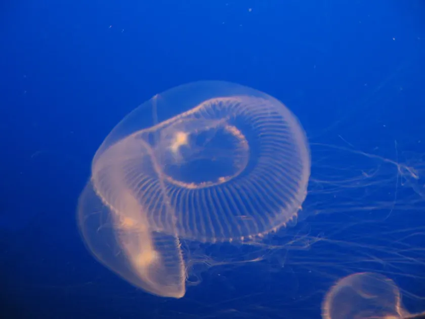 1. Jellyfish: Ancient Drifters with a Nerve Net (Image Credits: Flickr)