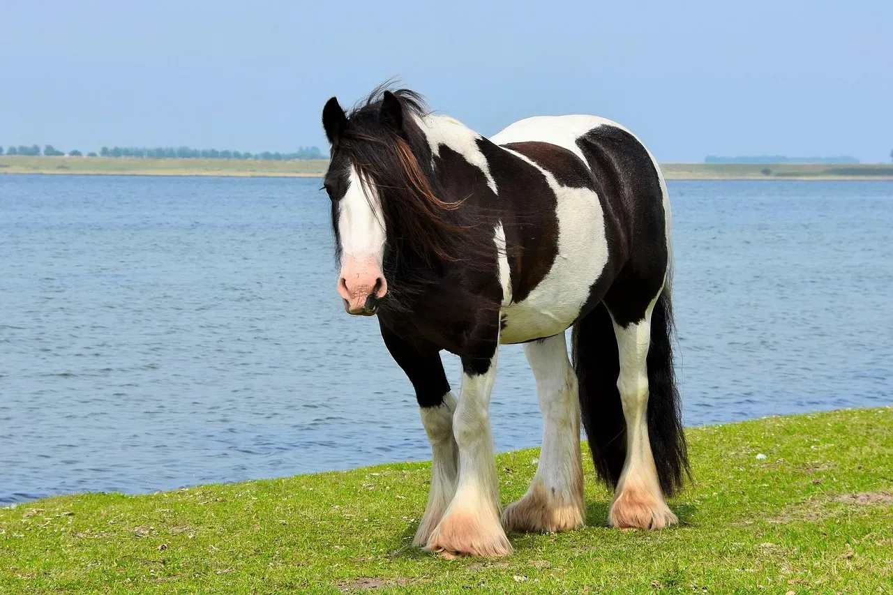 Libra: The Welsh Cob (Image Credits: Pixabay)
