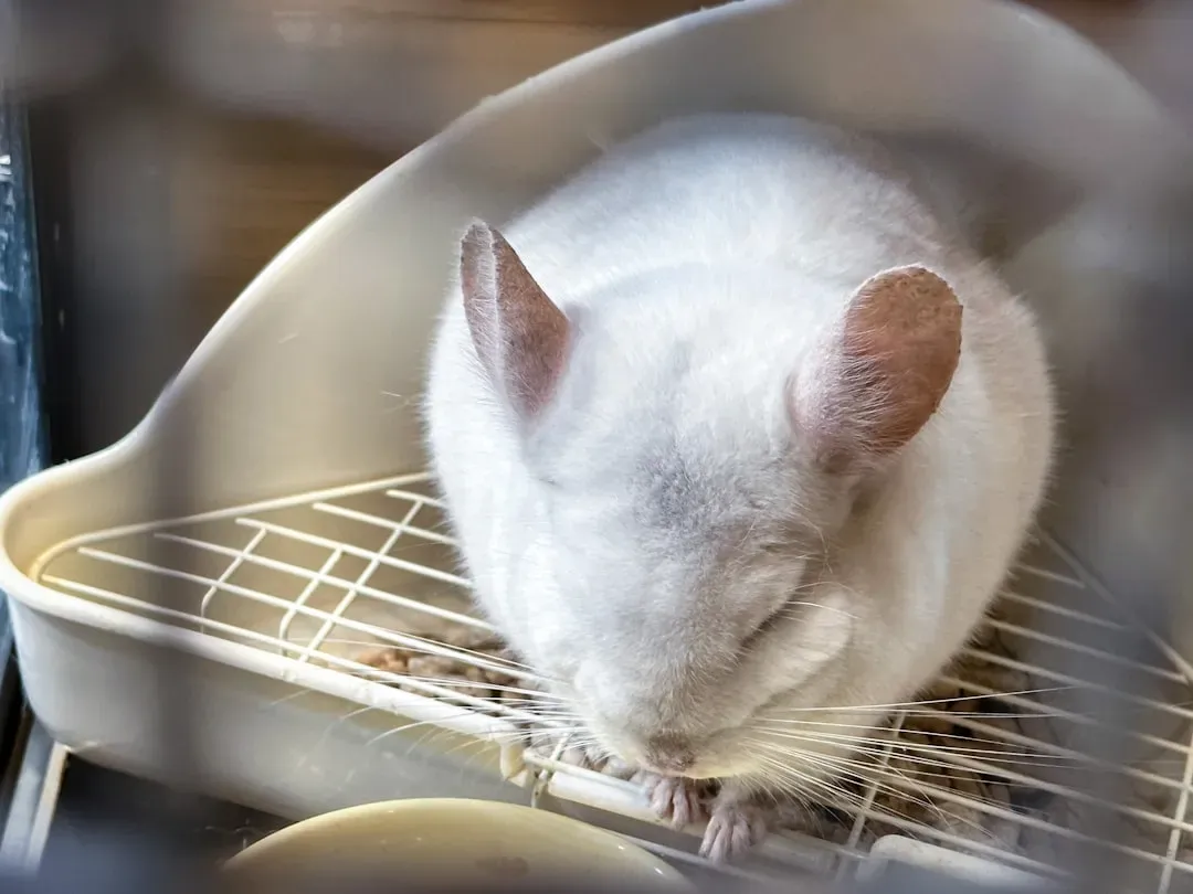 Cats, Rats, and Radical Experiments: The Research That Changed Everything (Image Credits: Unsplash)
