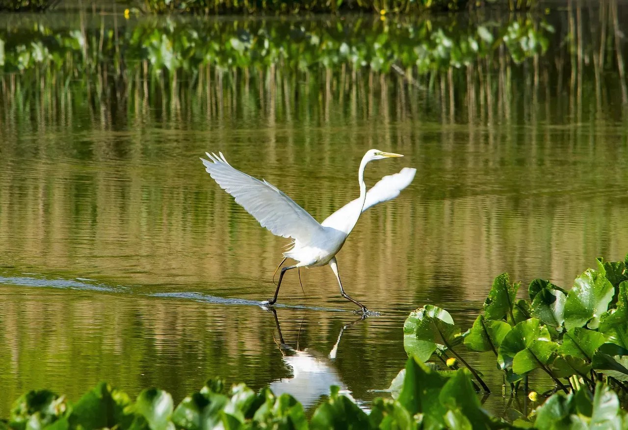 Bear River Migratory Bird Refuge, Utah: A Desert Oasis for Millions of Birds (Image Credits: Pixabay)