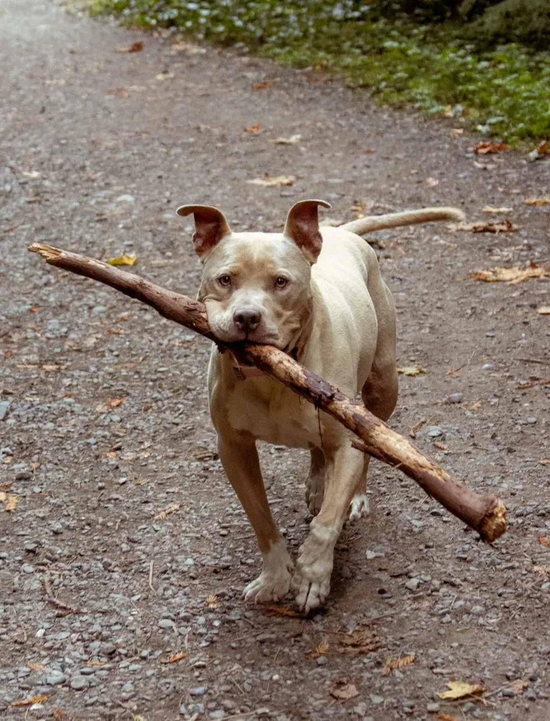 Bringing You Toys as Gifts (Image Credits: Unsplash)