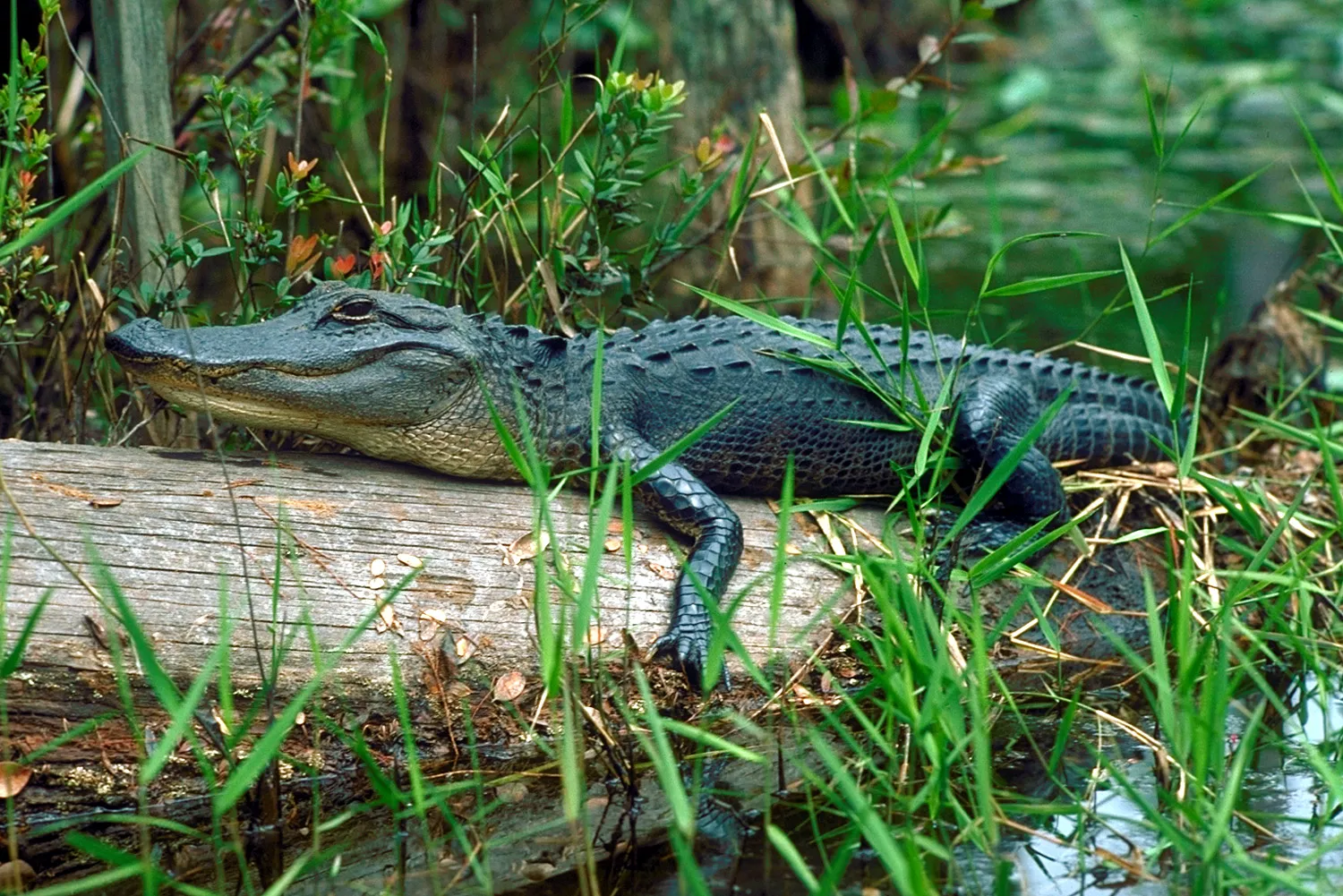 #4 Georgia – Swamps, Rivers, and the Okefenokee (U.S. Army Corps of Engineers Digital Visual LibraryImage pageImage description pageDigital Visual Library home page, Public domain)